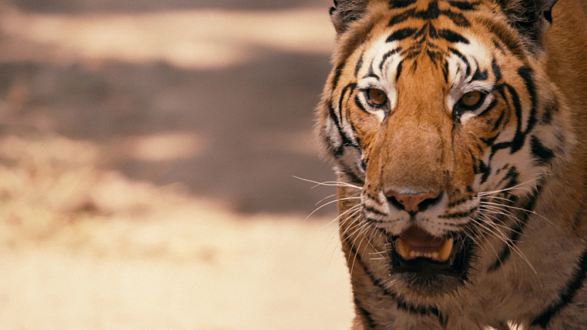 Премьера неигрового фильма привела к решению WWF и Discovery совместно финансировать спасение тигра в России