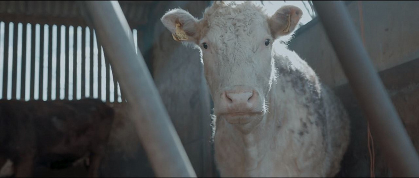 Фильм о фермере, защитившем своих коров от скотобойни, награжден премией BAFTA