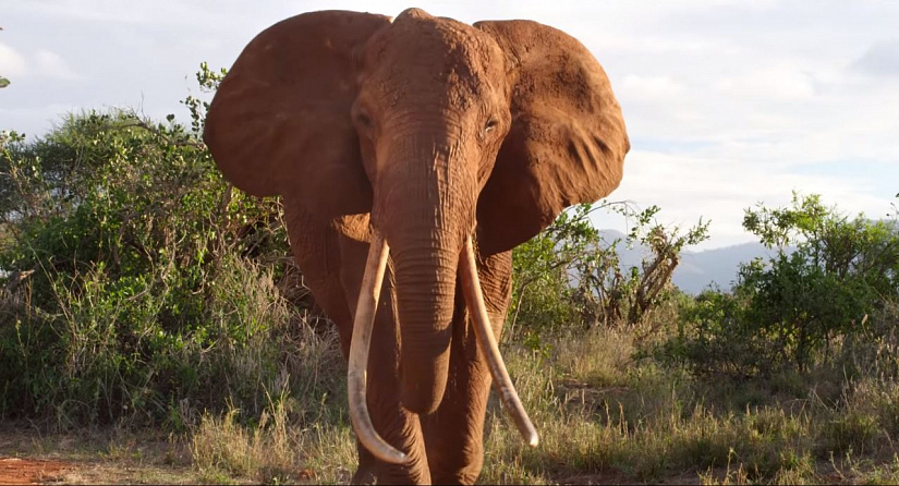 Видеосервис Apple запустится фильмом о «королеве слонов», доверяющей документалистам