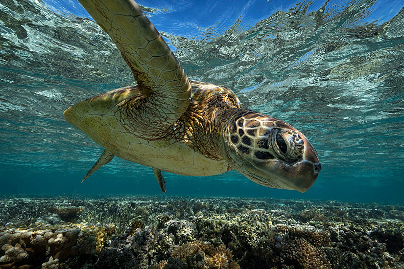 Мартин Шин поддержал своим авторитетом документальный фильм об угрозах океанской фауне